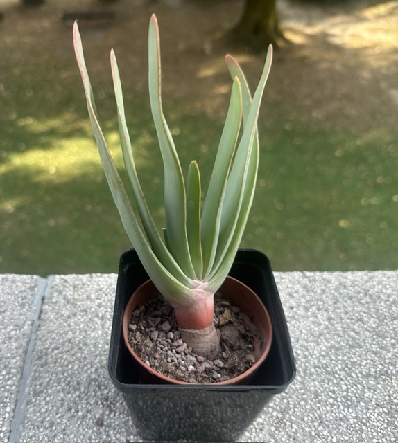 aloe plicatilis