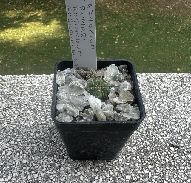 aztekium ritteri f. rotundum
