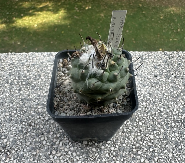 turbinicarpus schmiedickeanus v. alba