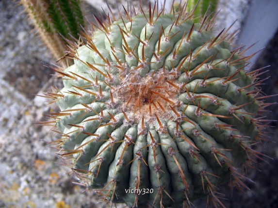 Copiapoa columna-alba 