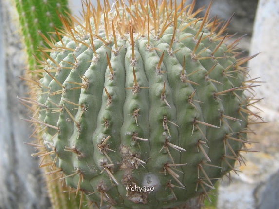 Copiapoa columna-alba 