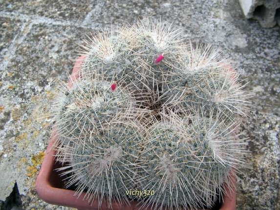 Mammillaria parkinsonii 