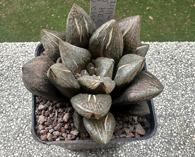 haworthia kegani cv. choco red