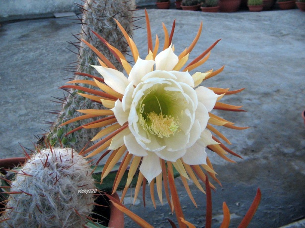 Selenicereus grandiflorus 