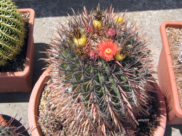 Ferocactus gracilis ssp. coloratus 