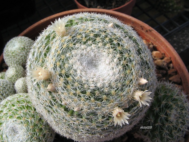 Mammillaria formosa ssp. microthele v. superfina 