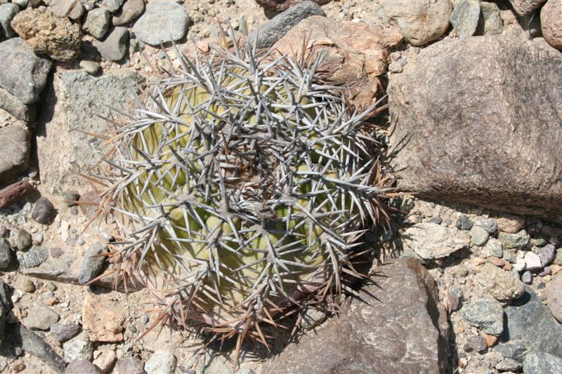 Copiapoa echinoides 