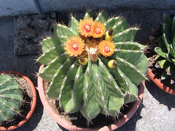 Ferocactus pottsii 