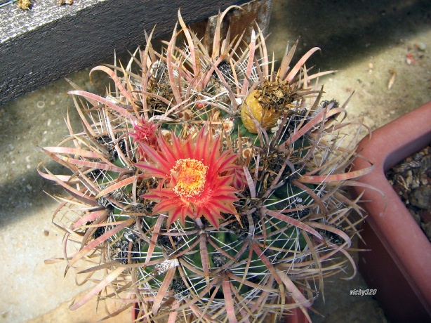 Ferocactus gracilis 