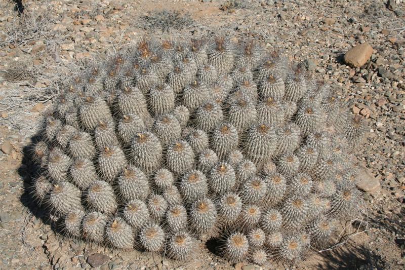 Copiapoa carrizalensis 