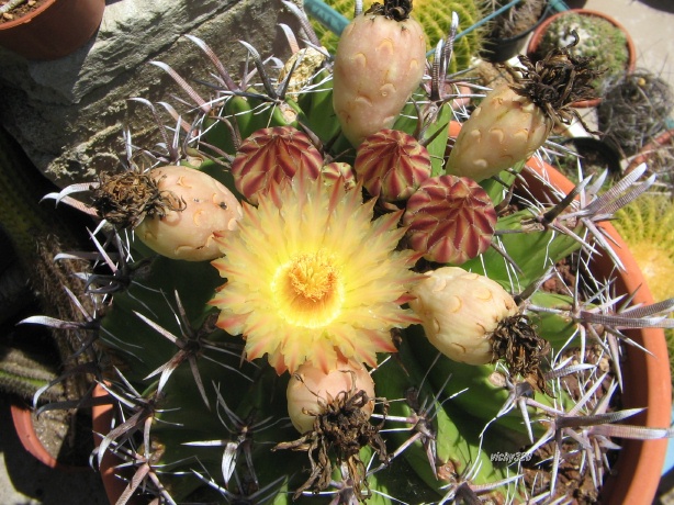 Ferocactus wislizeni ssp. herrerae 