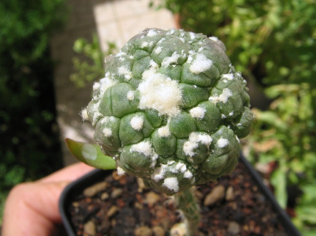 Astrophytum asterias f. monstruosum cv. kikko 