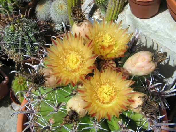 Ferocactus wislizeni ssp. herrerae 