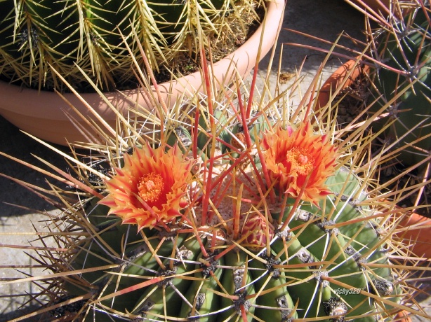 Ferocactus rectispinus 