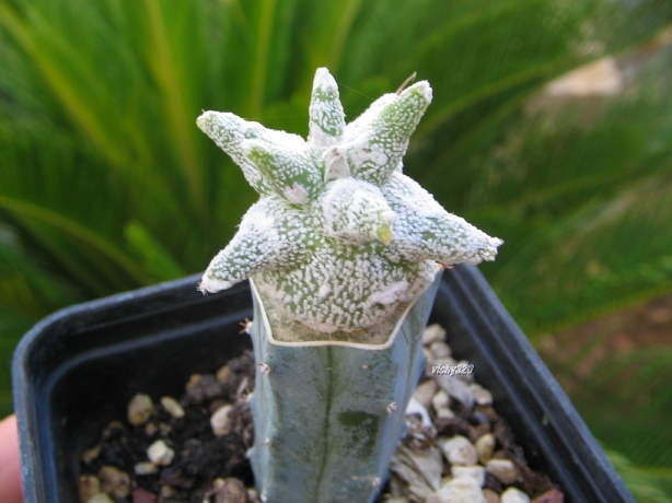 Astrophytum coahuilense cv. kikko 