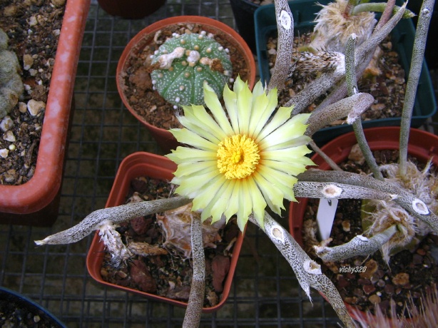 Astrophytum caput-medusae 