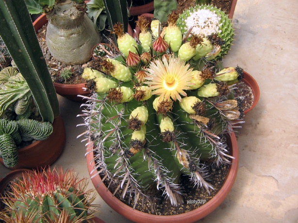 Ferocactus wislizeni ssp. herrerae 