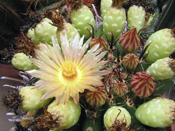 Ferocactus wislizeni ssp. herrerae 