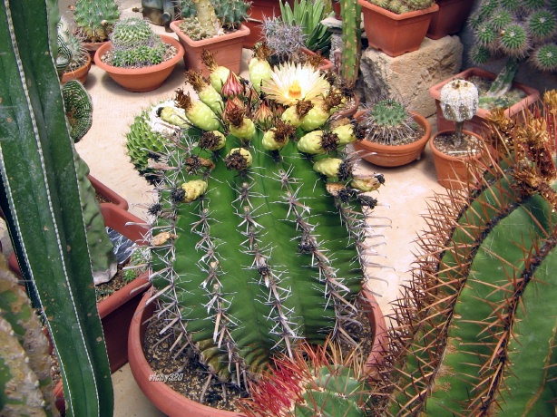 Ferocactus wislizeni ssp. herrerae 