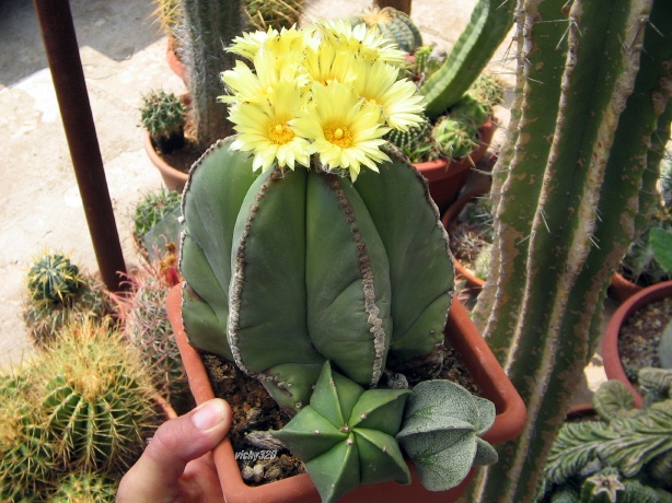 Astrophytum myriostigma v. nudum 