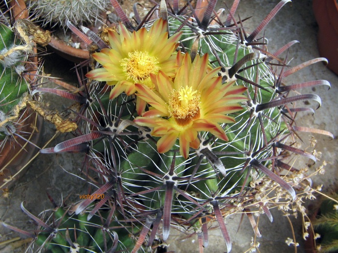 Ferocactus wislizeni ssp. herrerae 