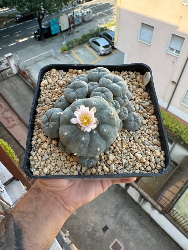 lophophora williamsii v. caespitosa