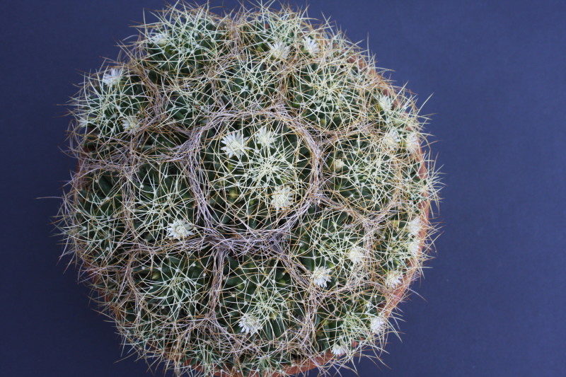 Mammillaria camptotricha 