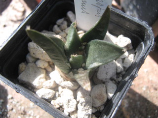 Ariocarpus trigonus 