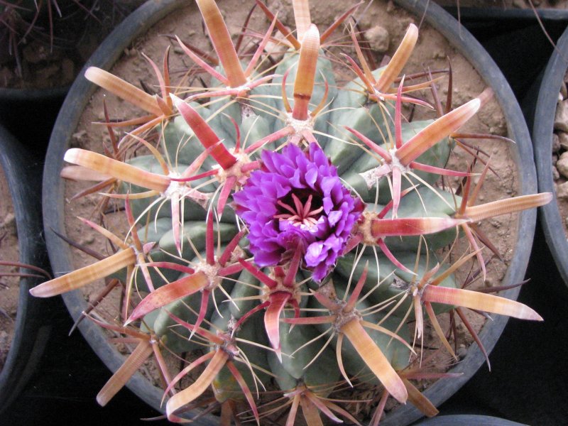 Ferocactus latispinus 