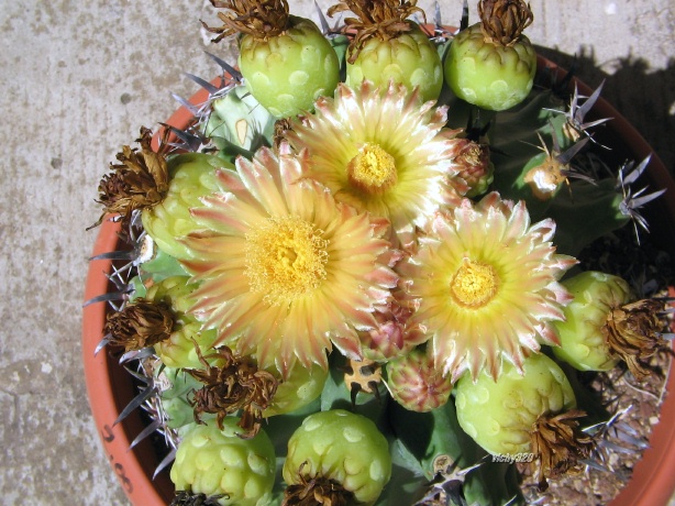 Ferocactus wislizeni ssp. herrerae v. brevispinus 