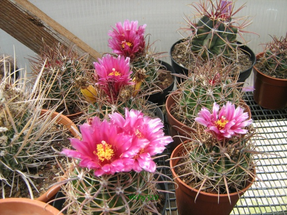 Ferocactus fordii 