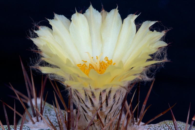 Astrophytum ornatum f. mirbelii 