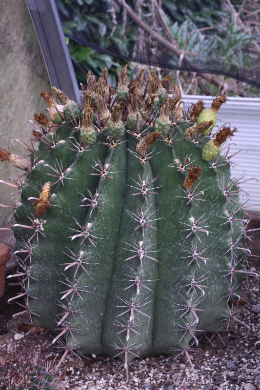 Ferocactus Wislizeni ssp. herrerae 