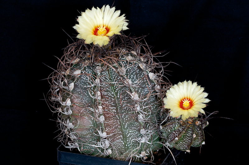 Astrophytum capricorne 