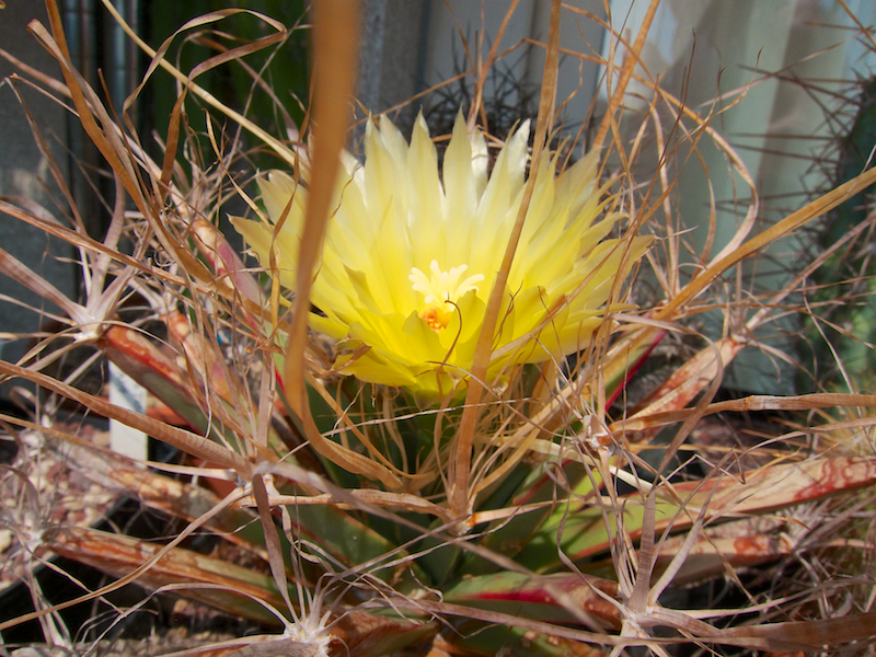 Leuchtenbergia principis 