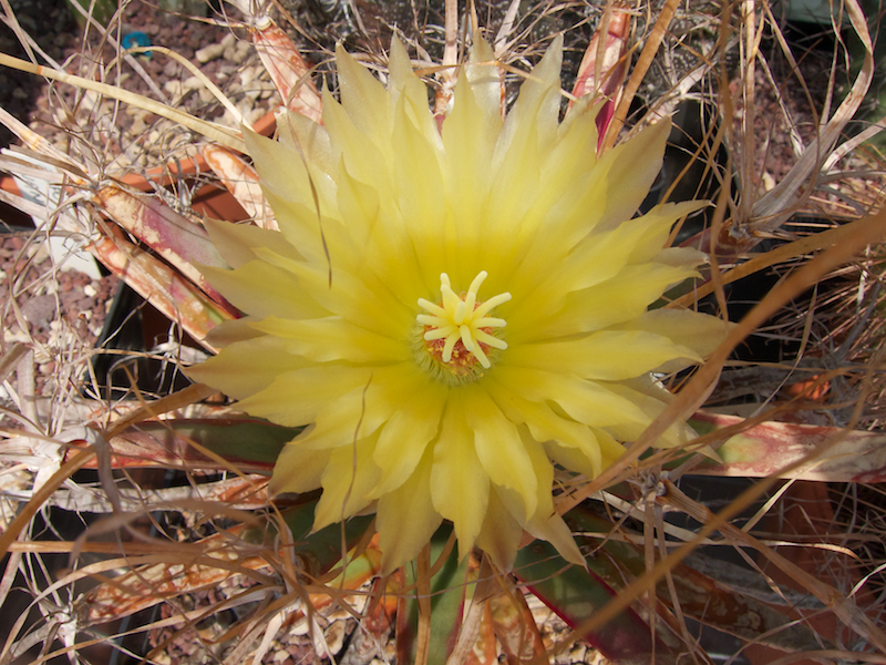 Leuchtenbergia principis 