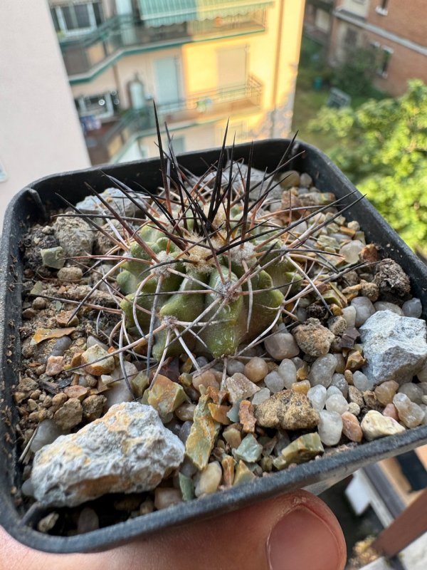 copiapoa cinerascens