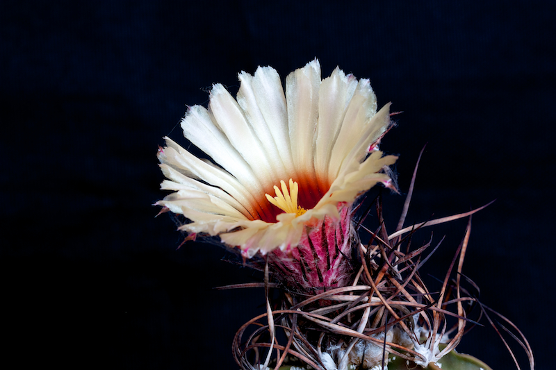 Astrophytum capricorne 