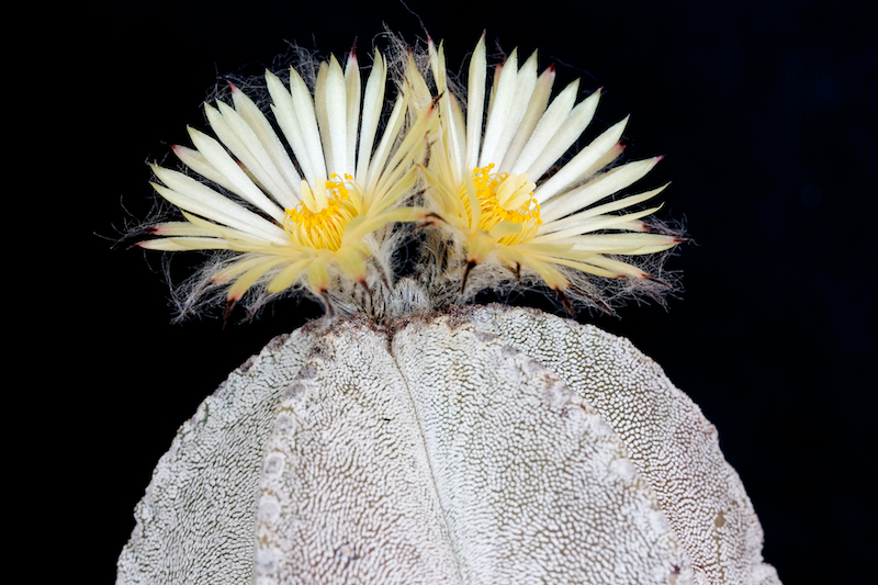 Astrophytum myriostigma v. columnare 