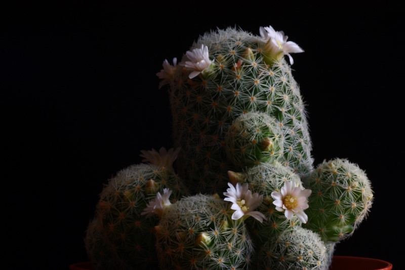 Mammillaria schiedeana ssp. giselae 