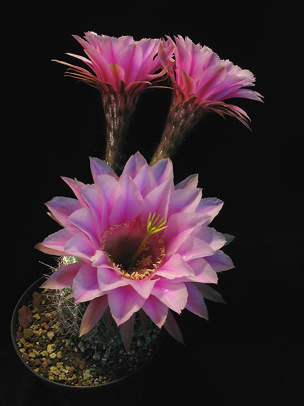 Echinopsis ibrido 1 