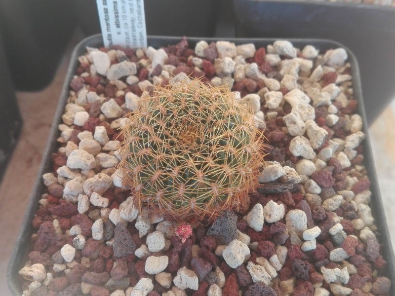 Sulcorebutia mentosa v. albissima HS13/6