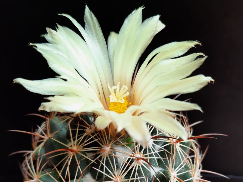 coryphantha ibrido