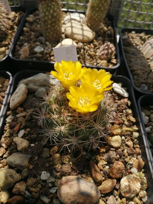 Weingartia neocumingii 