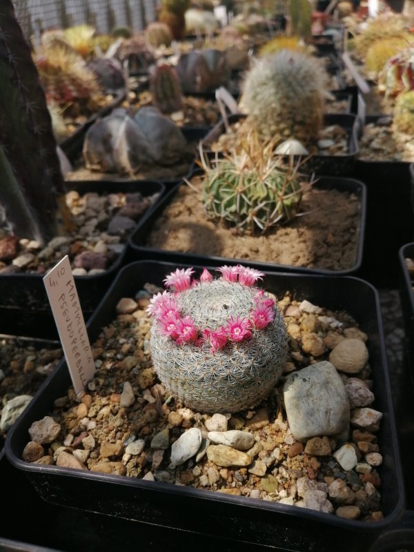 Mammillaria pseudoperbella 