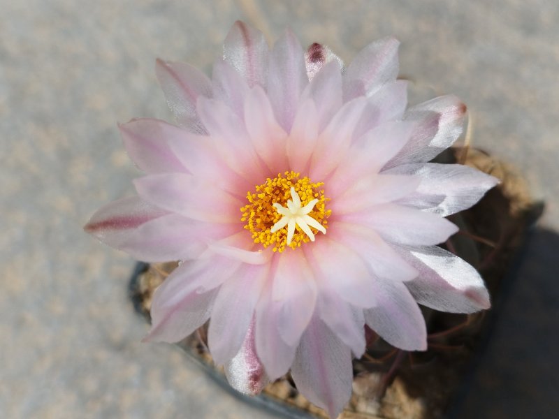 Thelocactus heterochromus 