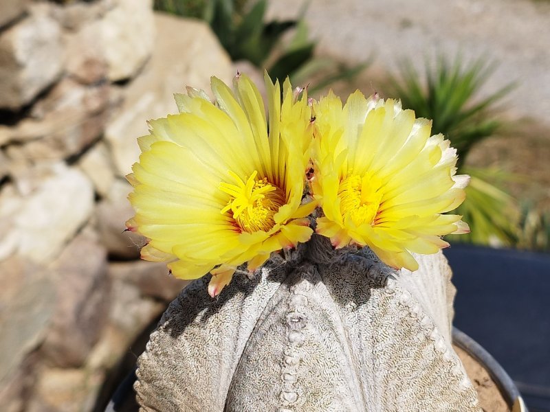 Astrophytum coahuilense 