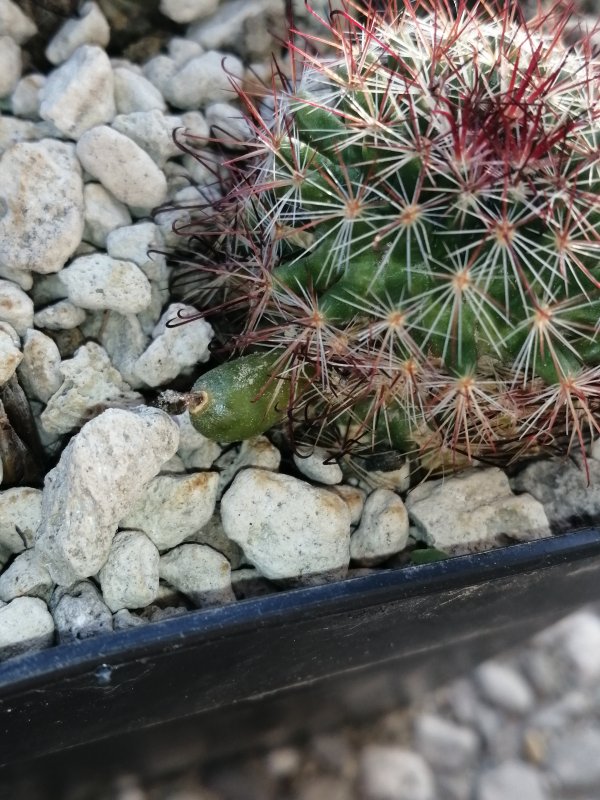 Mammillaria duoformis 