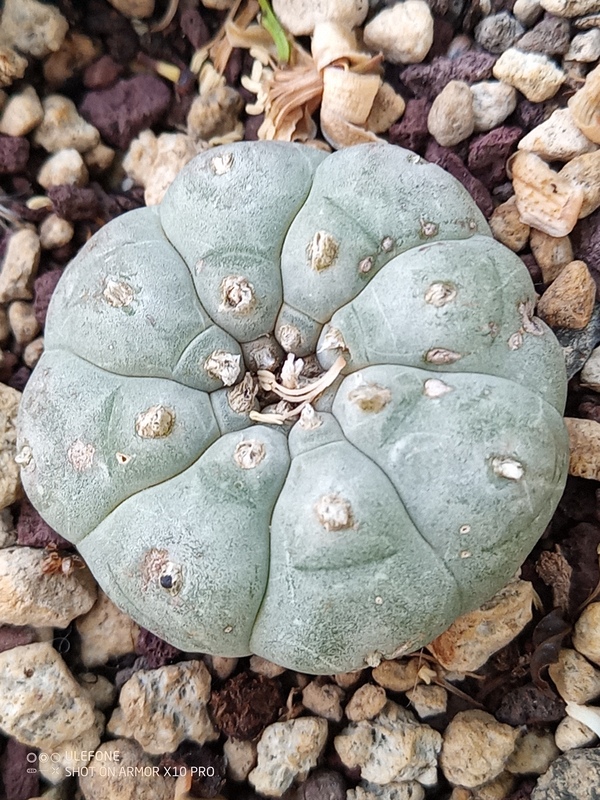 Lophophora fricii 