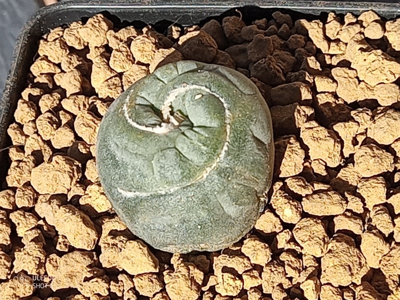 Lophophora williamsii   f.  spiralis 